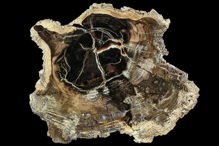 Petrified Wood (Cherry) Round - McDermitt, Oregon #104911